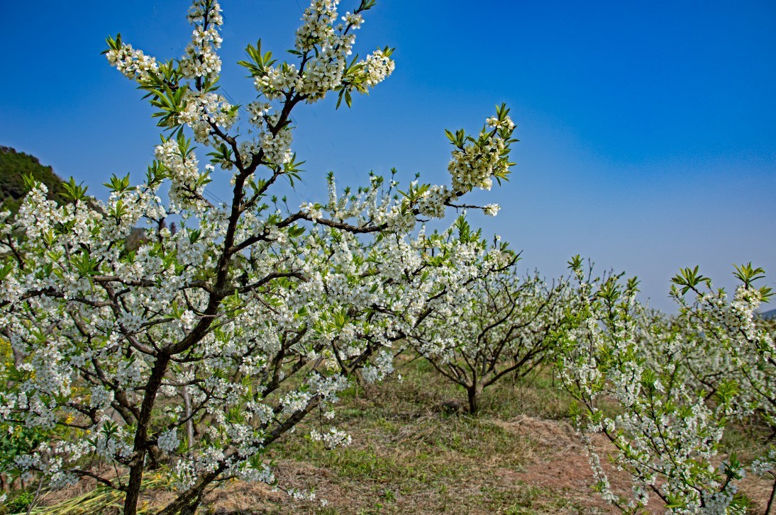 3月22日，青白江区逍遥坪村二组拍李花。