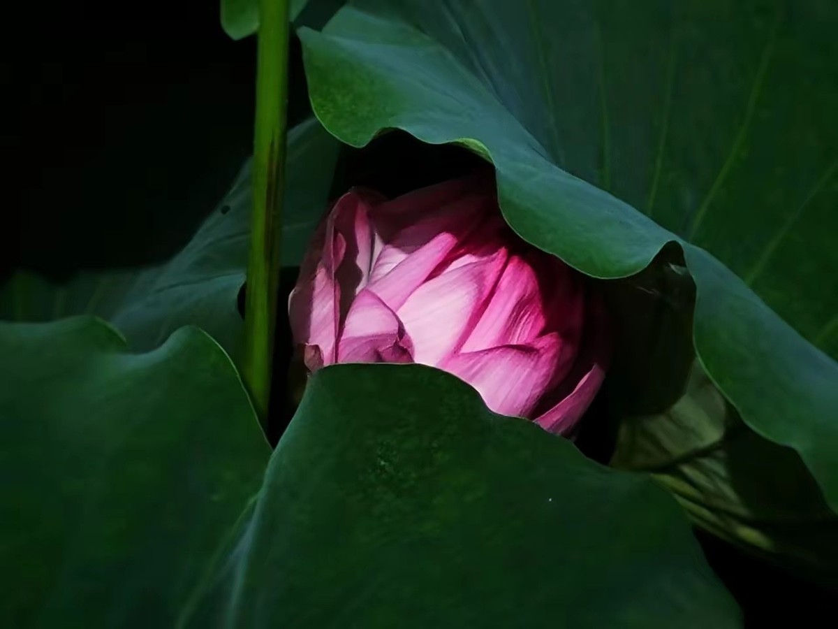 荷花池畔慧风生