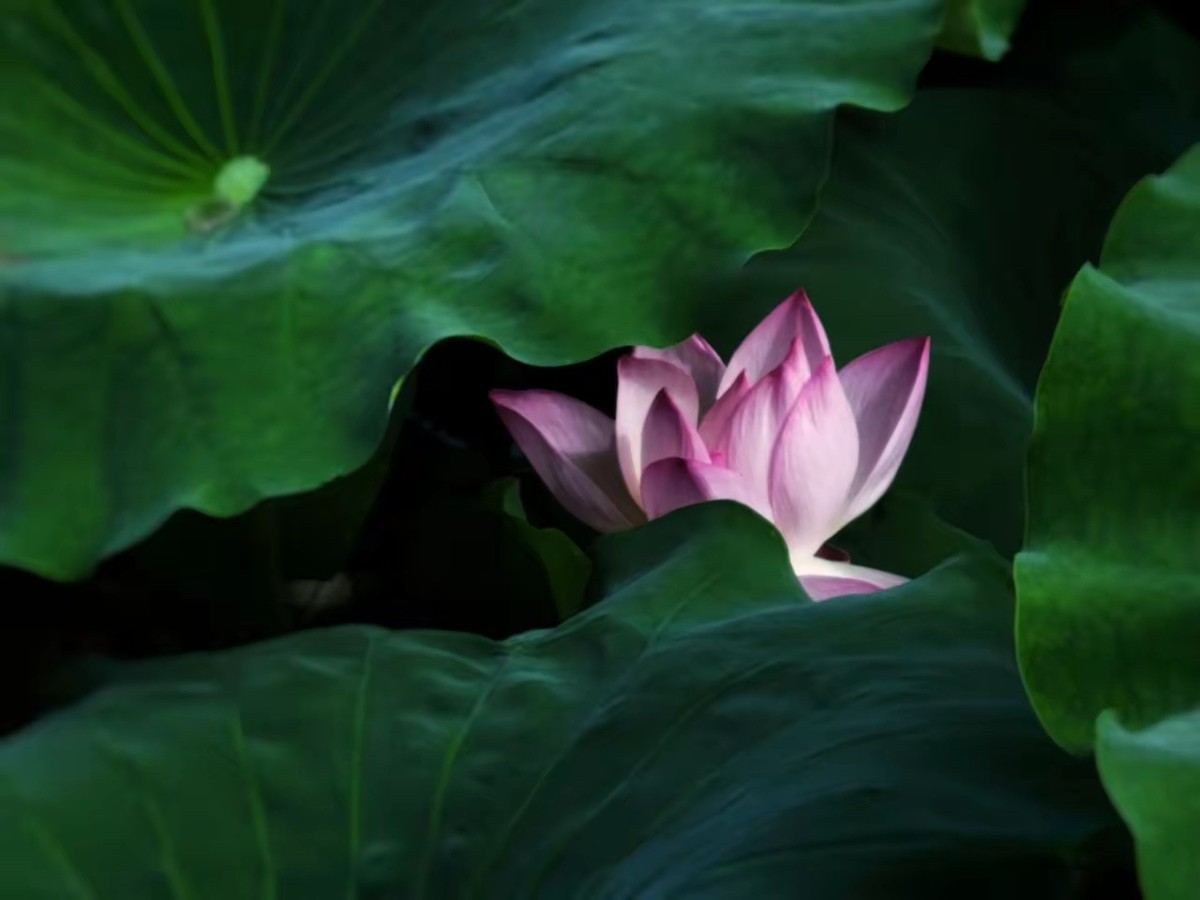 荷花池畔慧风生