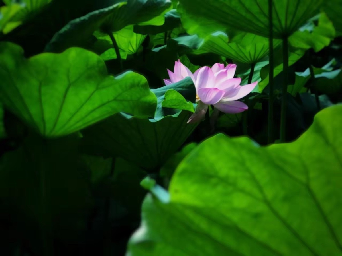 荷花池畔慧风生