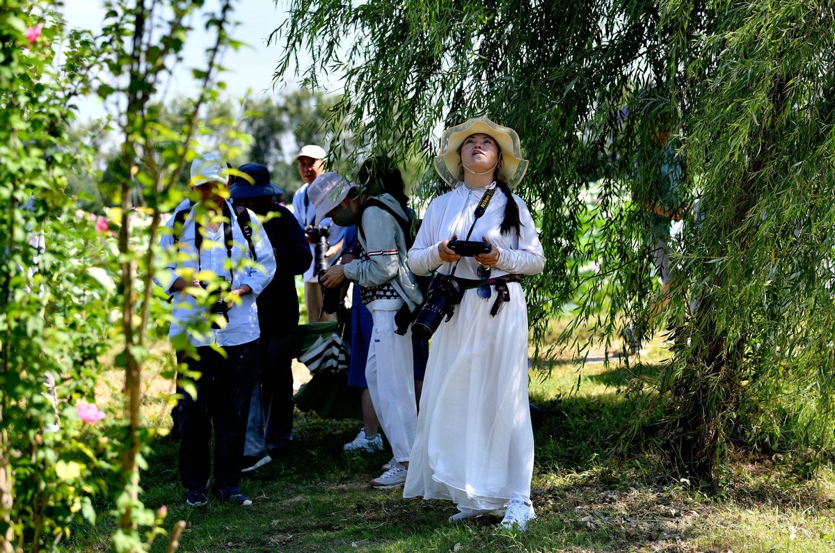 酷暑天的拍荷人