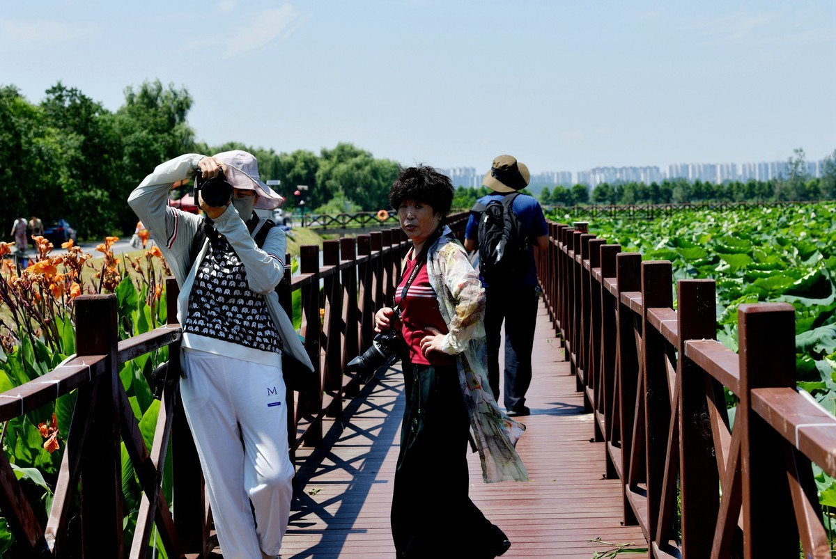 酷暑天的拍荷人