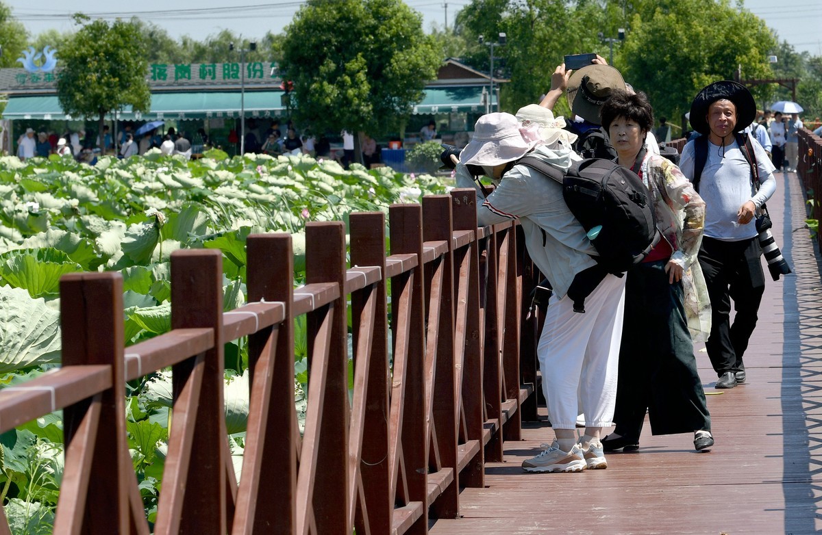 酷暑天的拍荷人