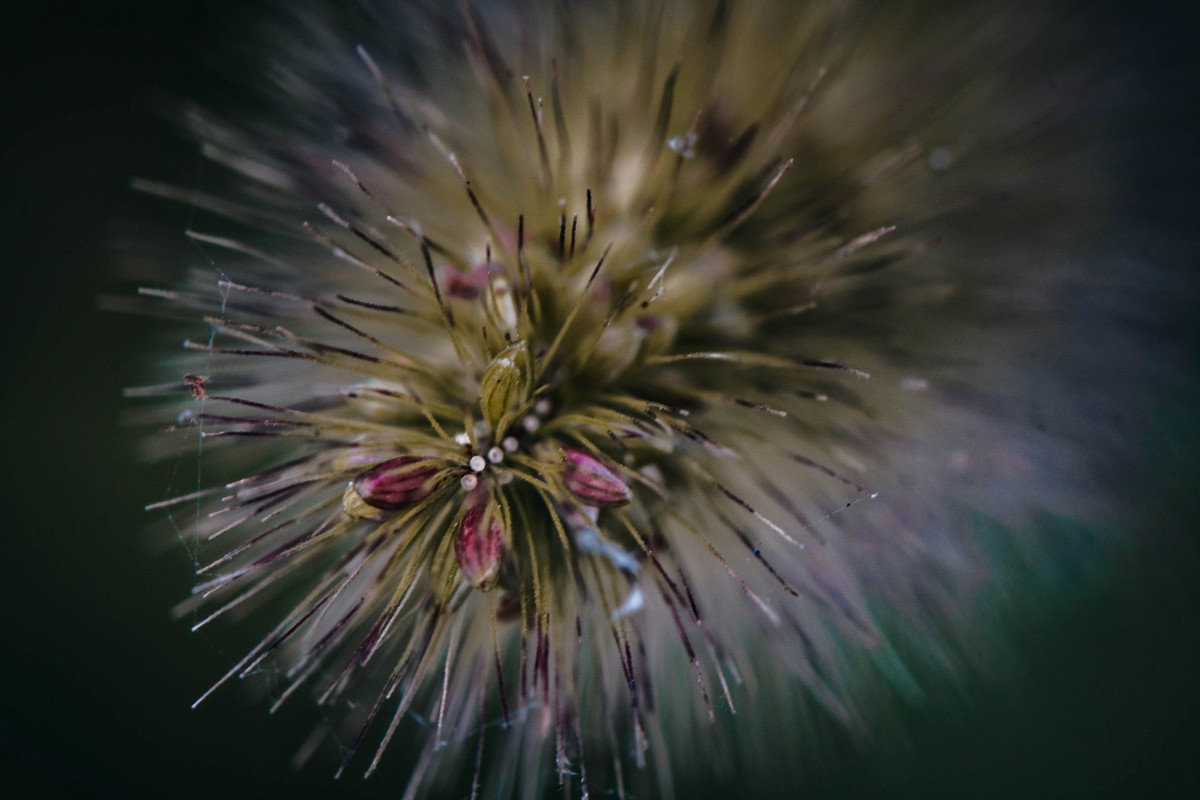 像你像他，像那野草野花。。。。