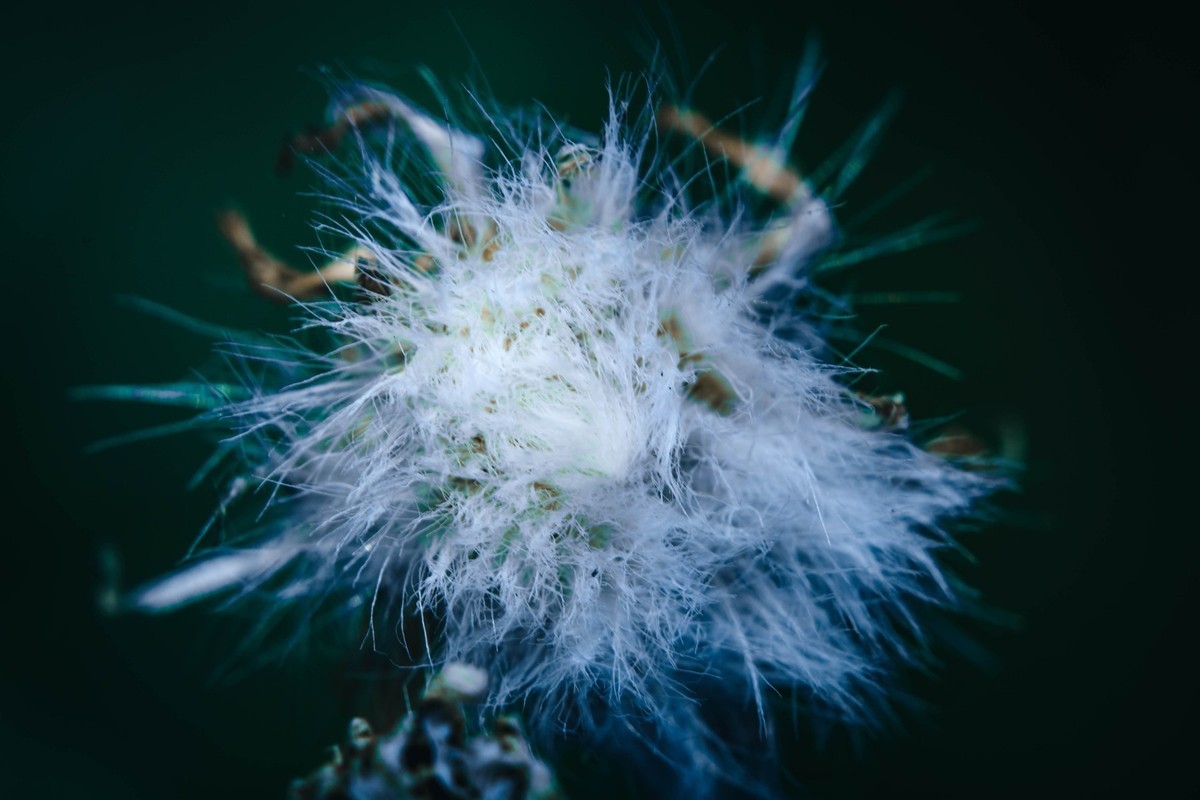 像你像他，像那野草野花。。。。