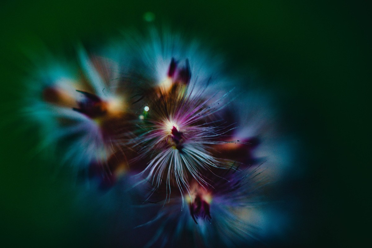 像你像他，像那野草野花。。。。