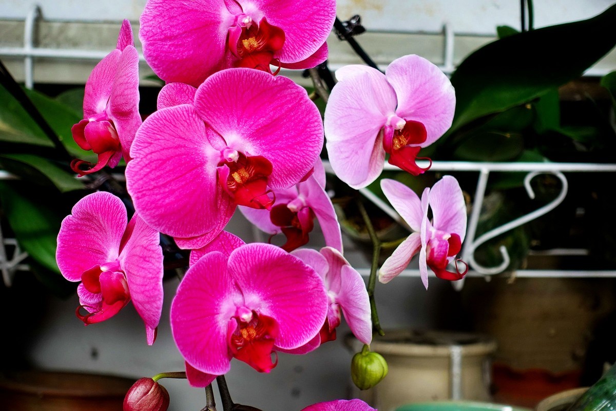 蝴蝶兰花开 迎春新年来