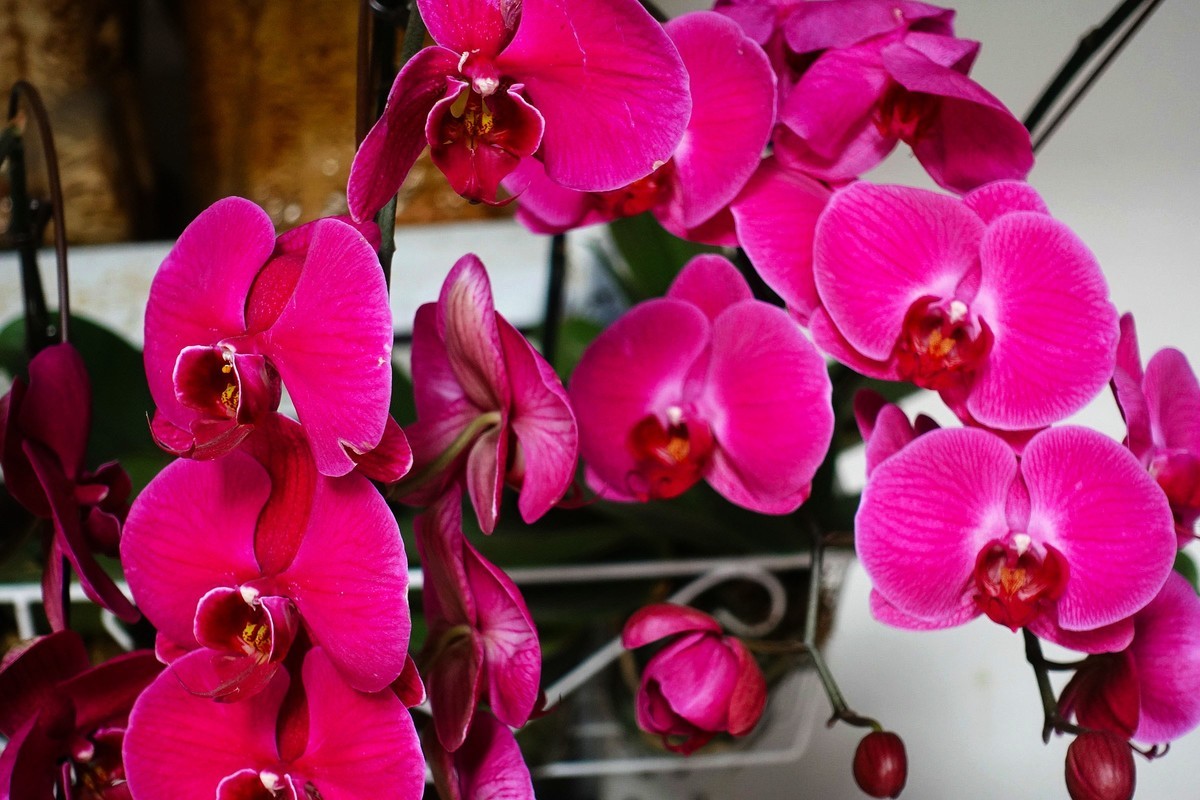 蝴蝶兰花开 迎春新年来