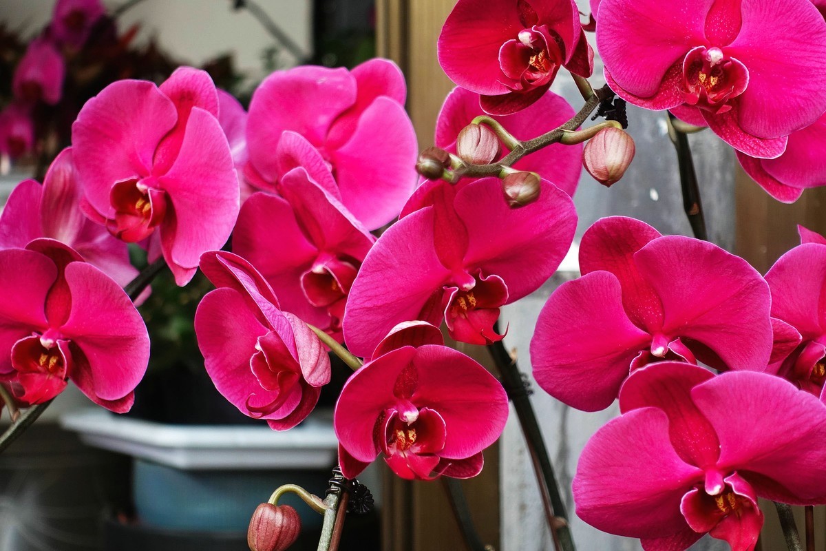 蝴蝶兰花开 迎春新年来