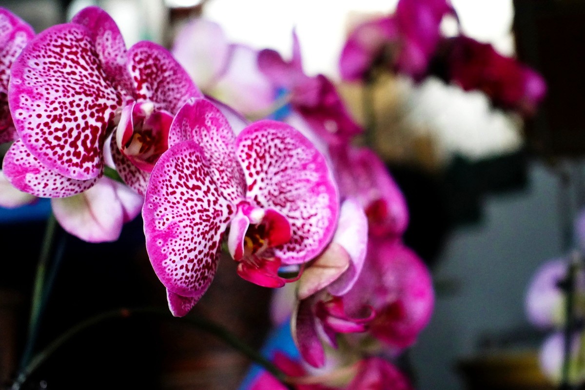 蝴蝶兰花开 迎春新年来