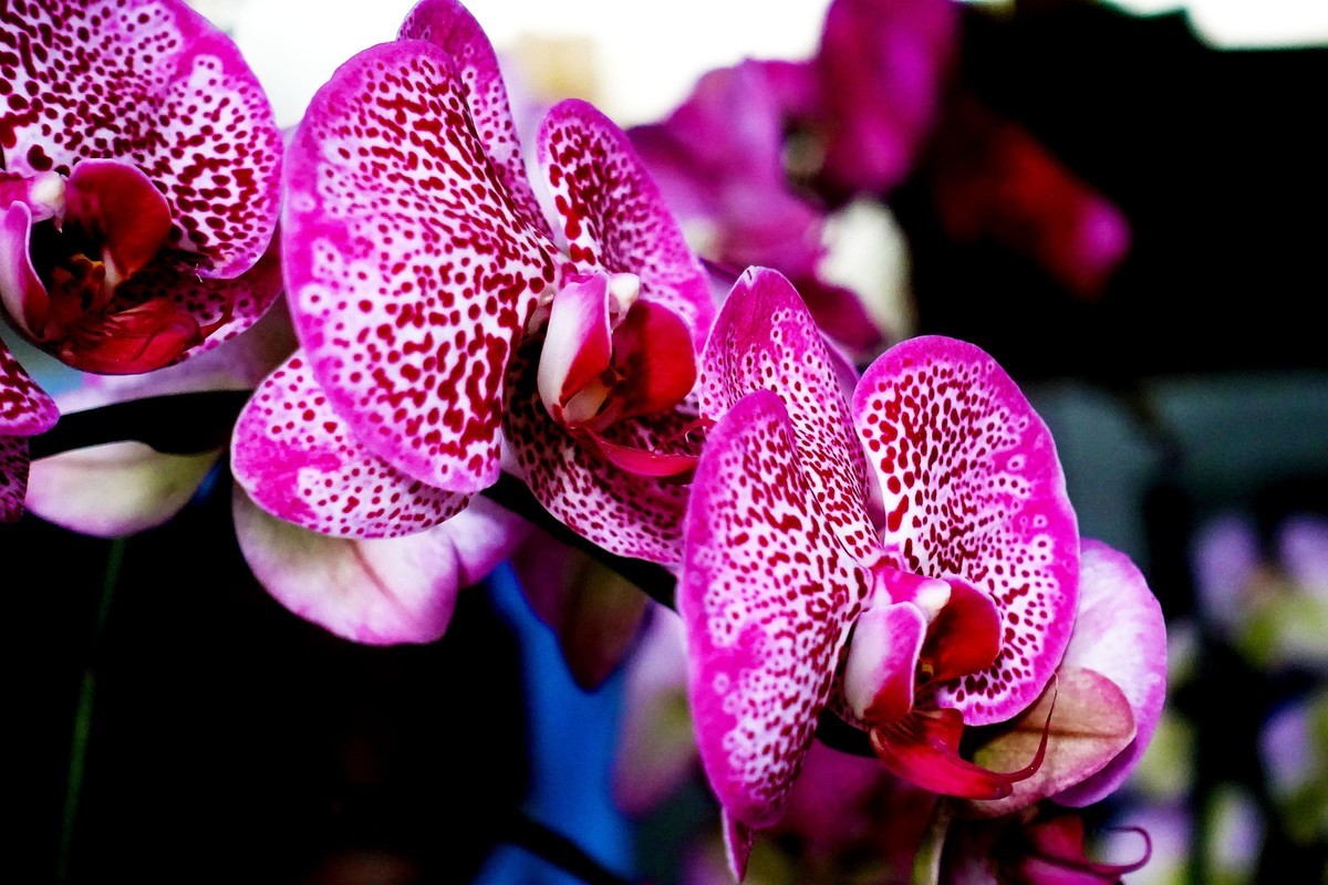 蝴蝶兰花开 迎春新年来