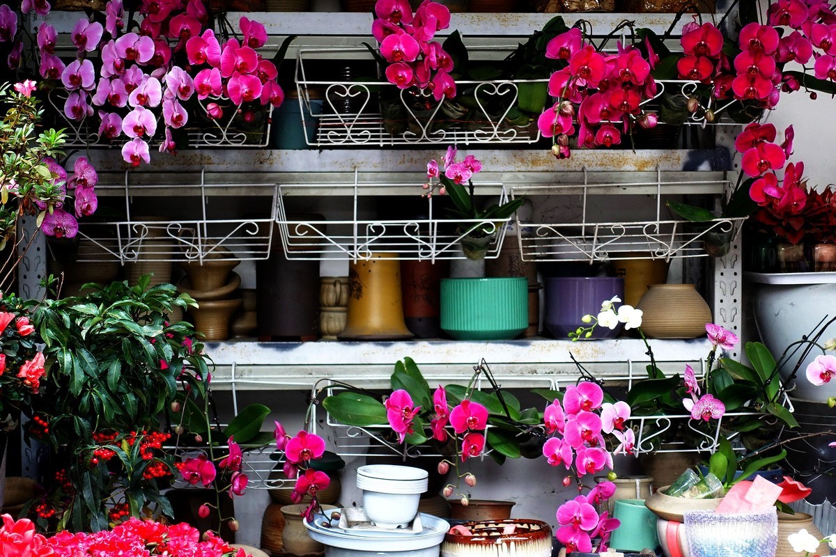 蝴蝶兰花开 迎春新年来