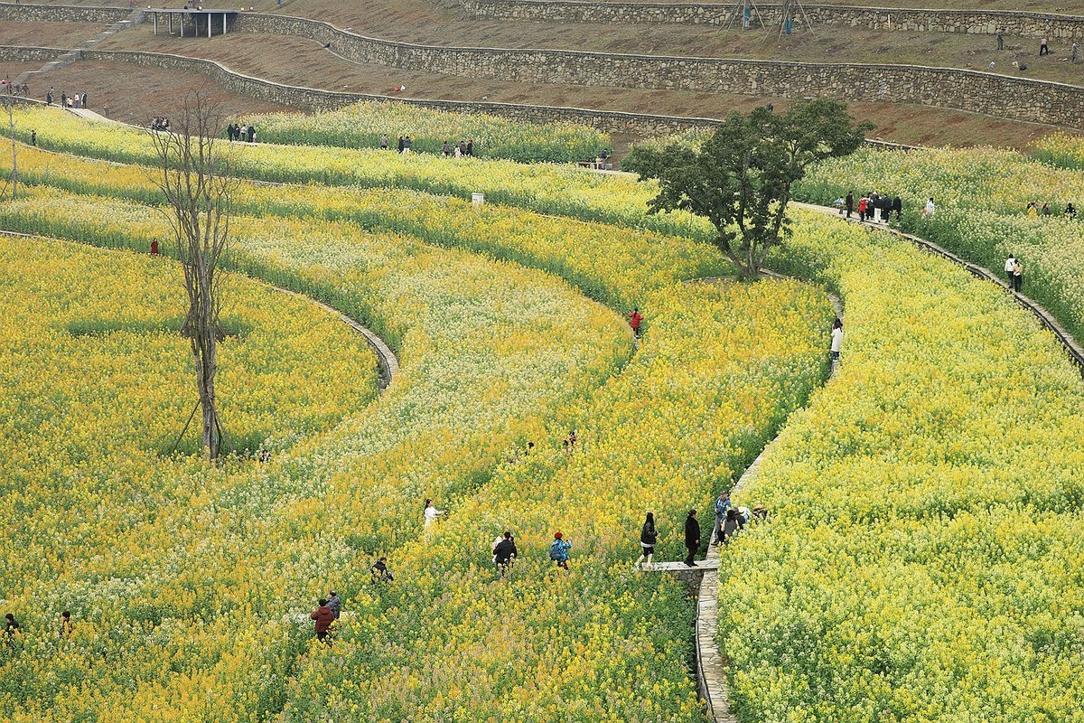 多彩油菜花【三】2025.078