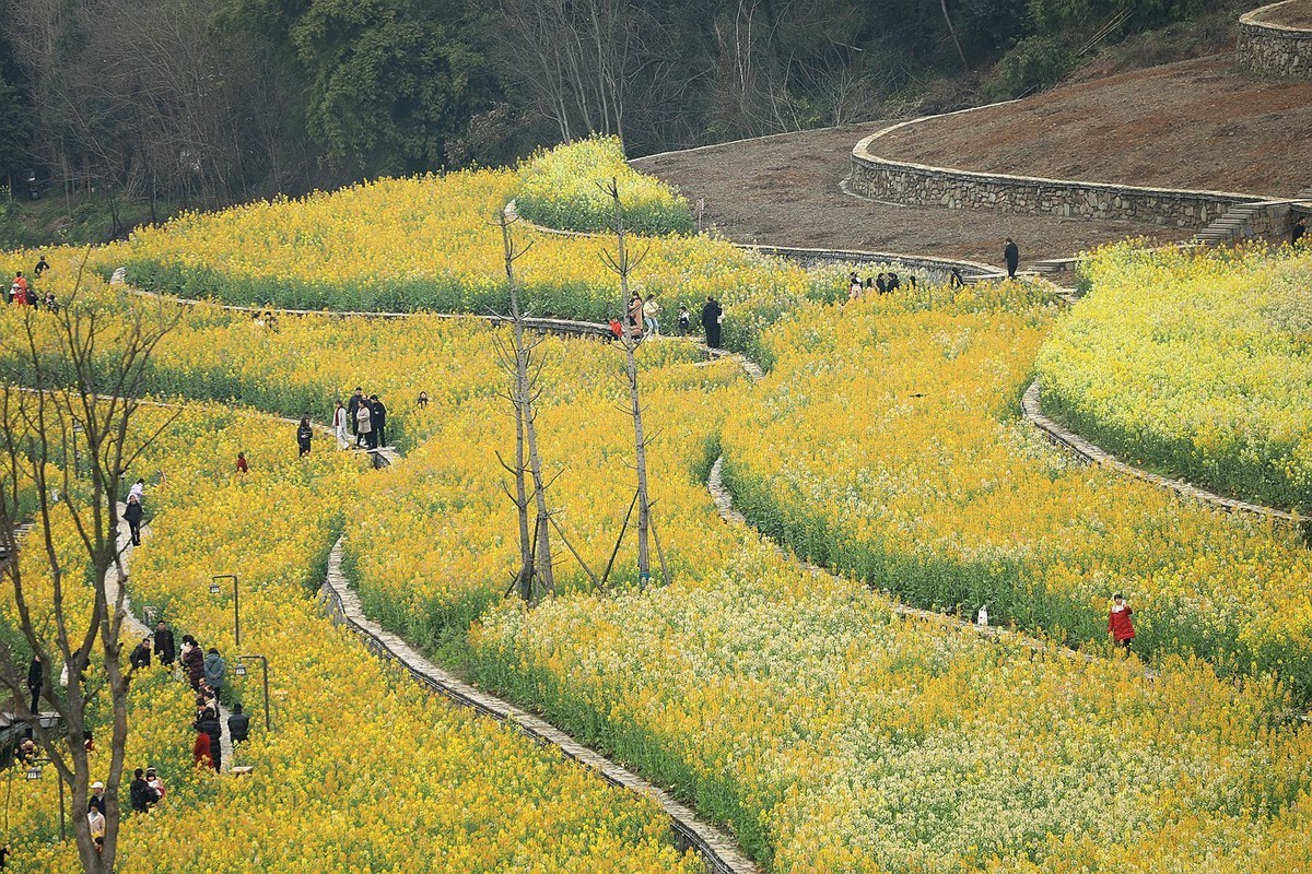 多彩油菜花【三】2025.078