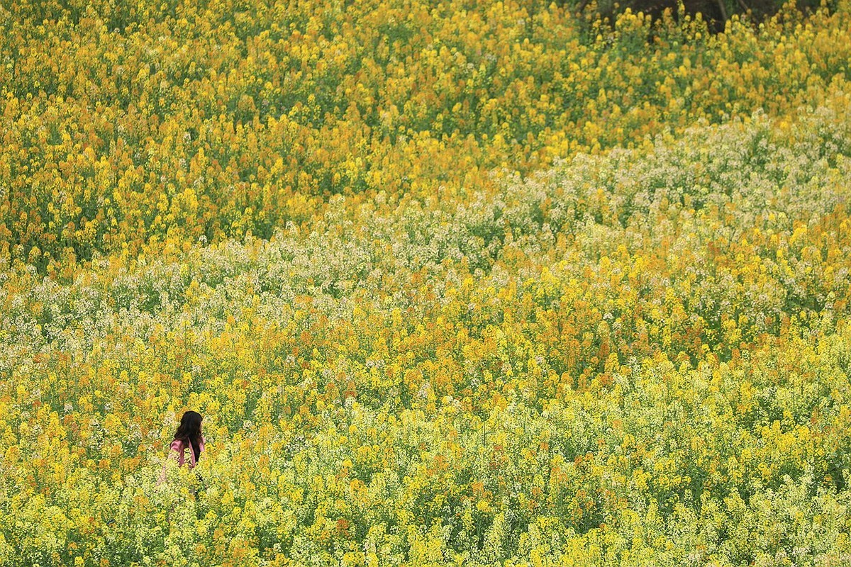 多彩油菜花【三】2025.078