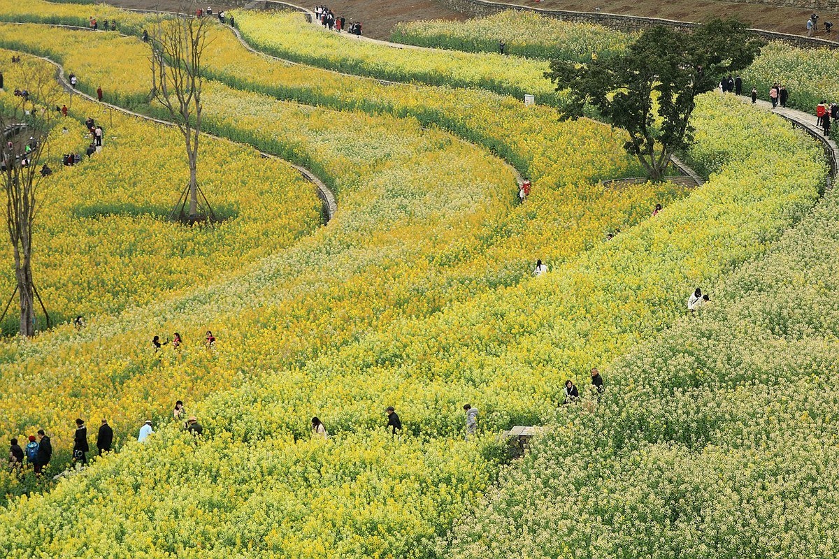 多彩油菜花【三】2025.078