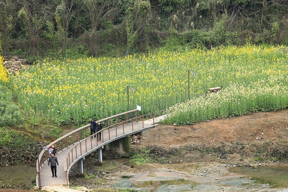 多彩油菜花【三】2025.078