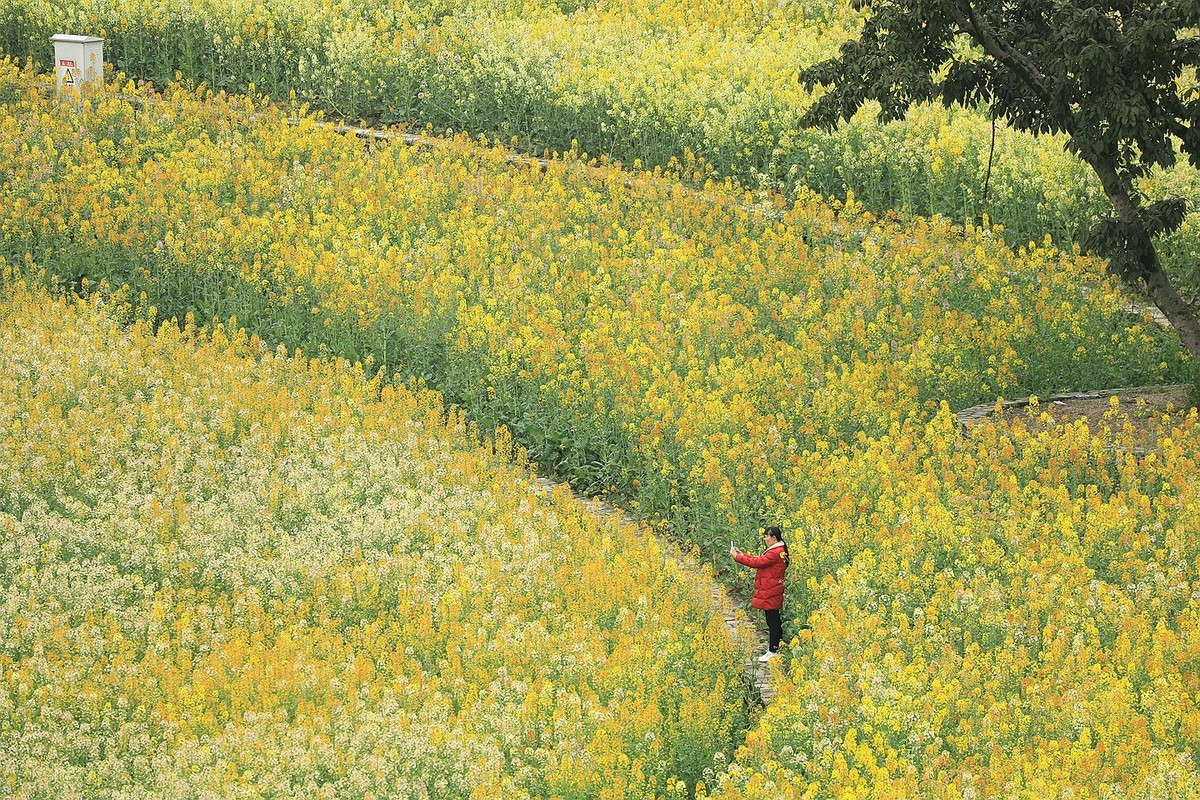 多彩油菜花【三】2025.078