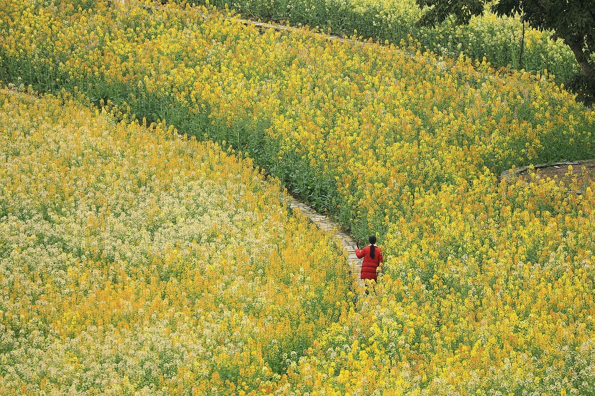 多彩油菜花【三】2025.078