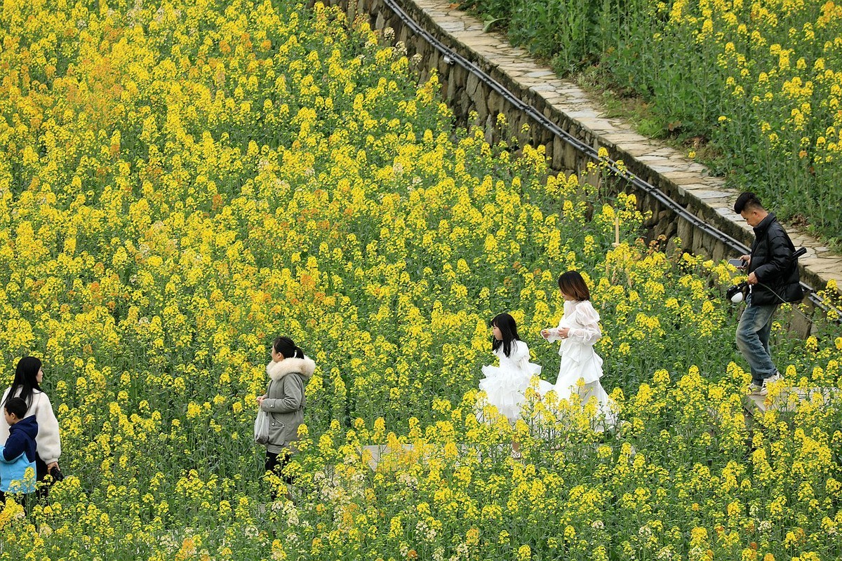 多彩油菜花【三】2025.078