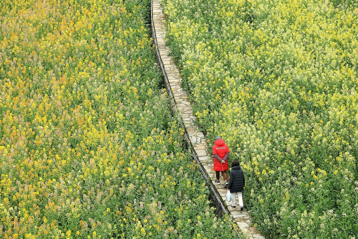 多彩油菜花【三】2025.078