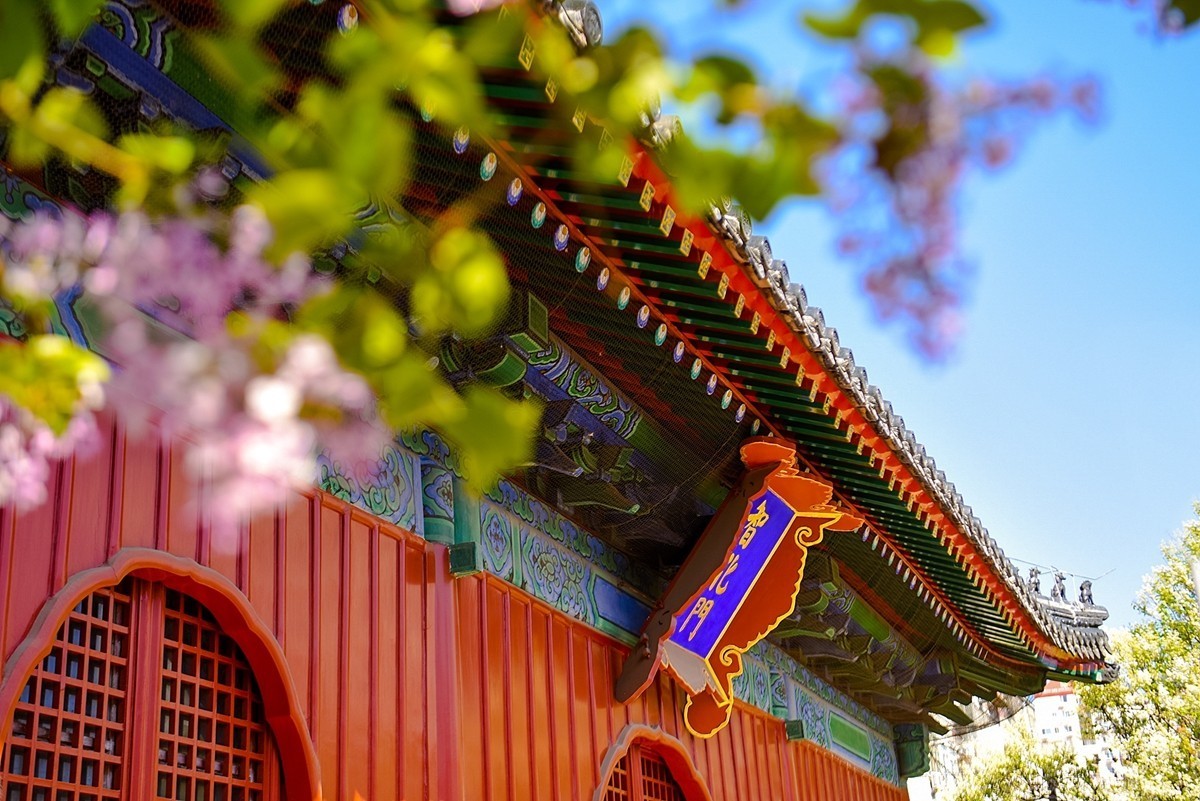 2025年第0227贴-北京智化寺梨花拍（0406）