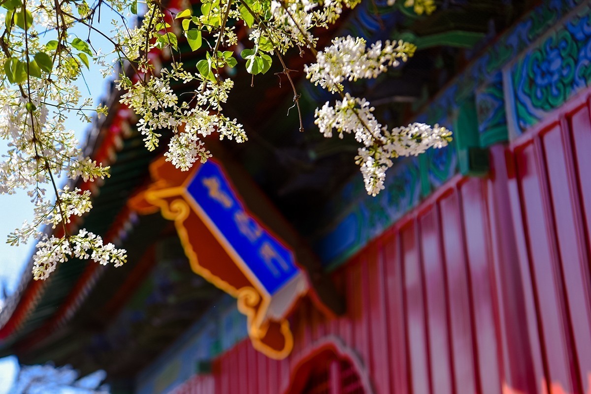 2025年第0227贴-北京智化寺梨花拍（0406）