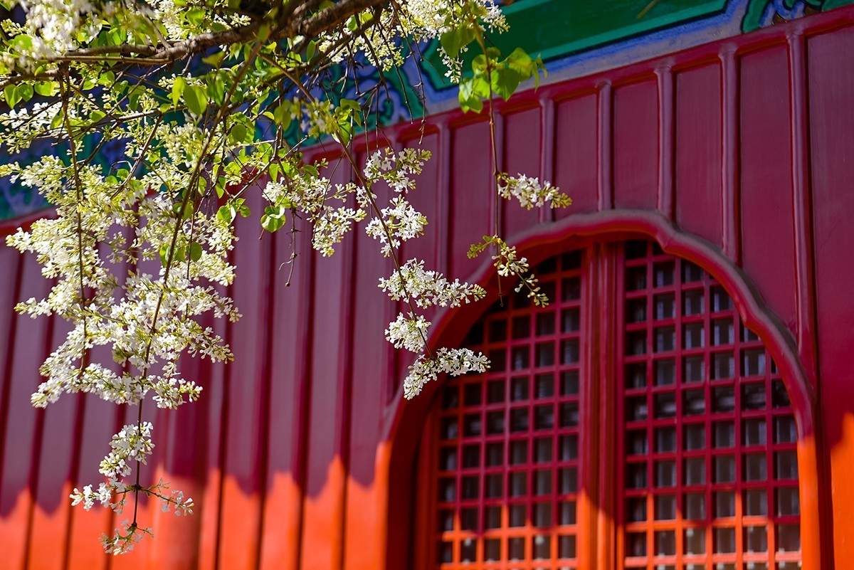 2025年第0227贴-北京智化寺梨花拍（0406）