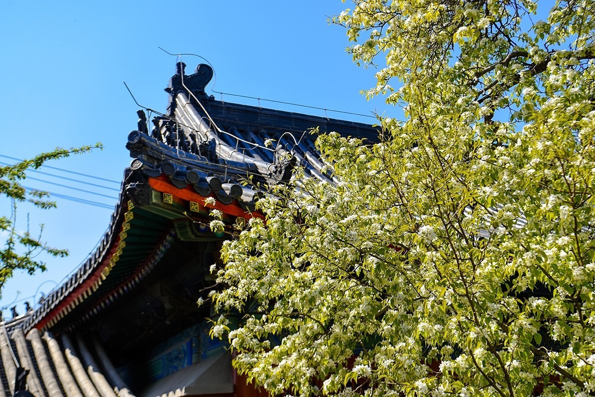 2025年第0227贴-北京智化寺梨花拍（0406）