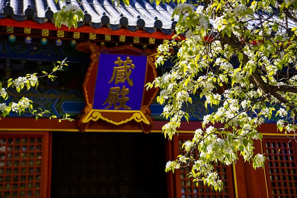 2025年第0227贴-北京智化寺梨花拍（0406）