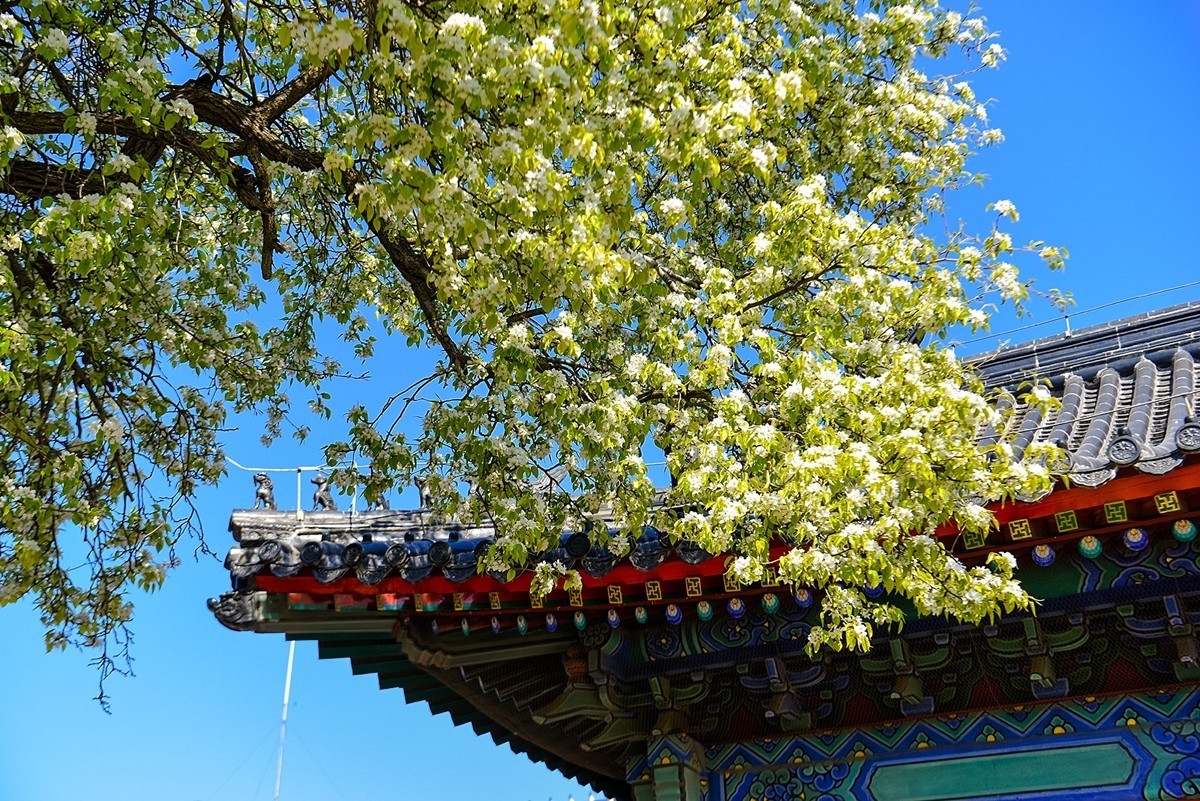 2025年第0227贴-北京智化寺梨花拍（0406）