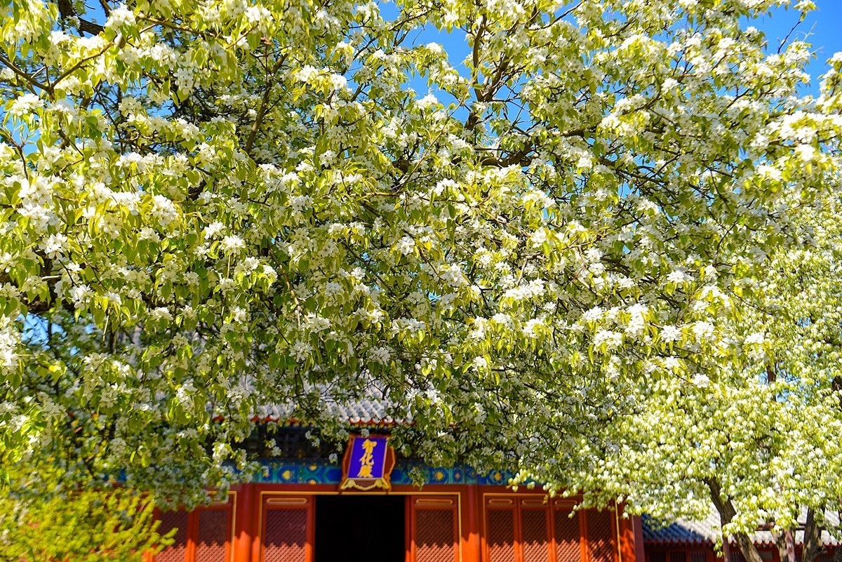 2025年第0227贴-北京智化寺梨花拍（0406）