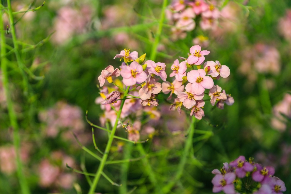 彩色油茶花[隆平水作公园]--2