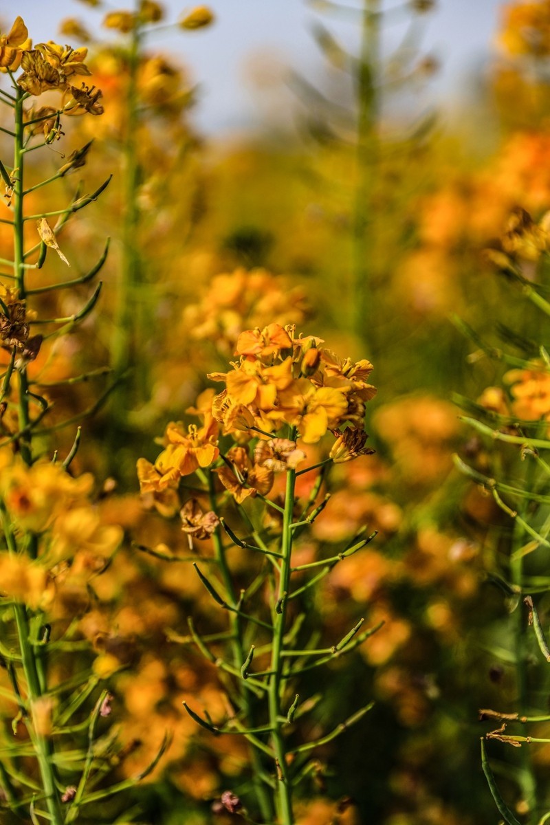 彩色油茶花[隆平水作公园]--2