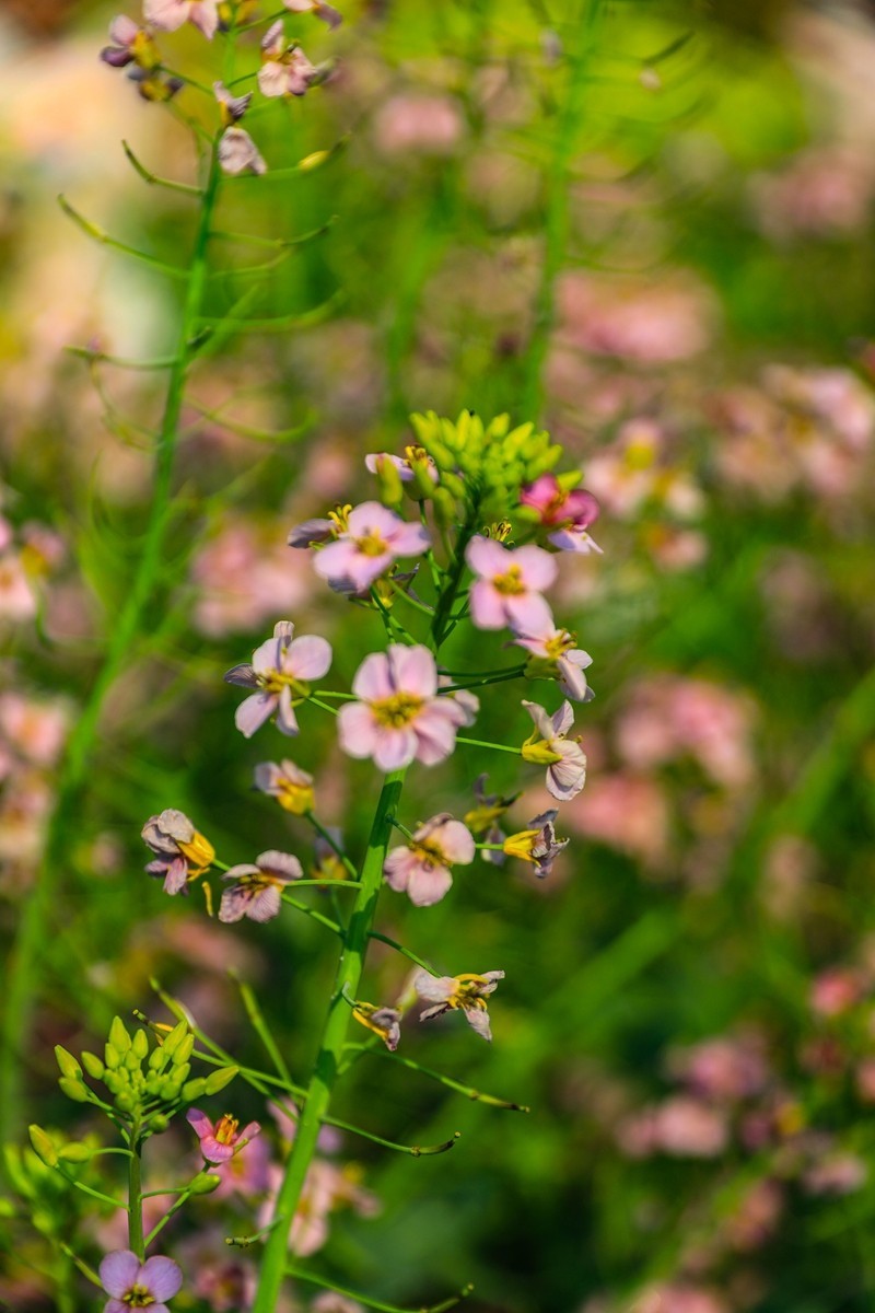 彩色油茶花[隆平水作公园]--2