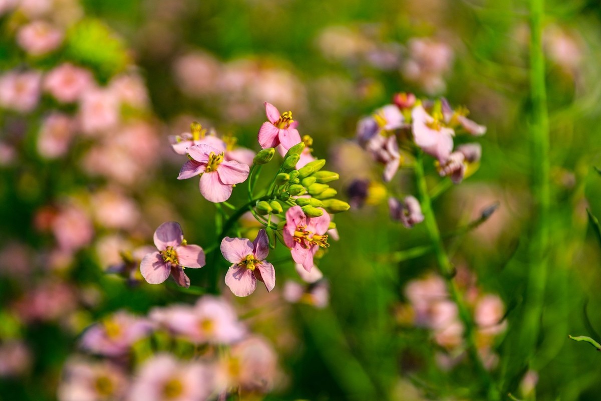 彩色油茶花[隆平水作公园]--2