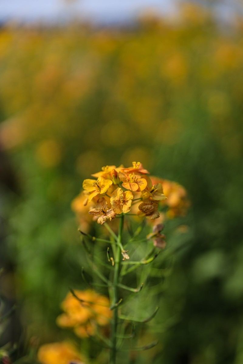 彩色油茶花[隆平水作公园]--2