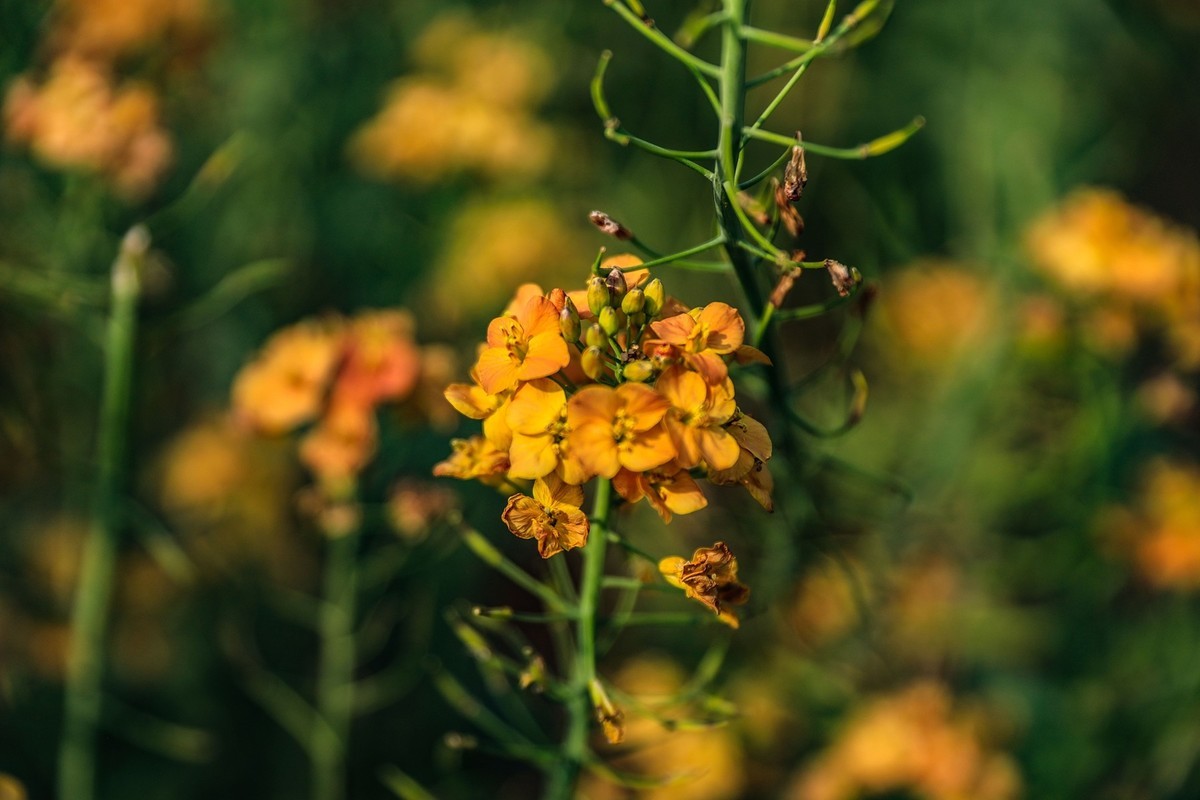 彩色油茶花[隆平水作公园]--2