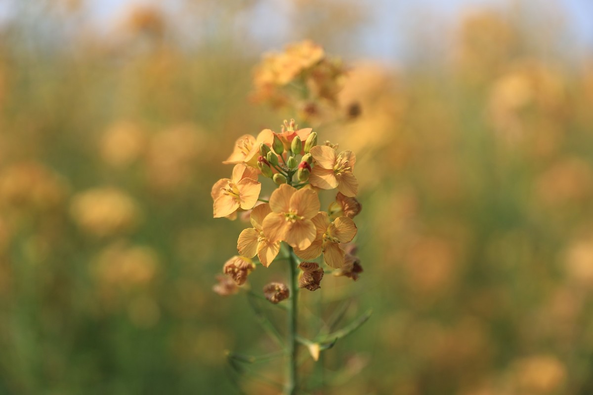 彩色油茶花[隆平水作公园]--2