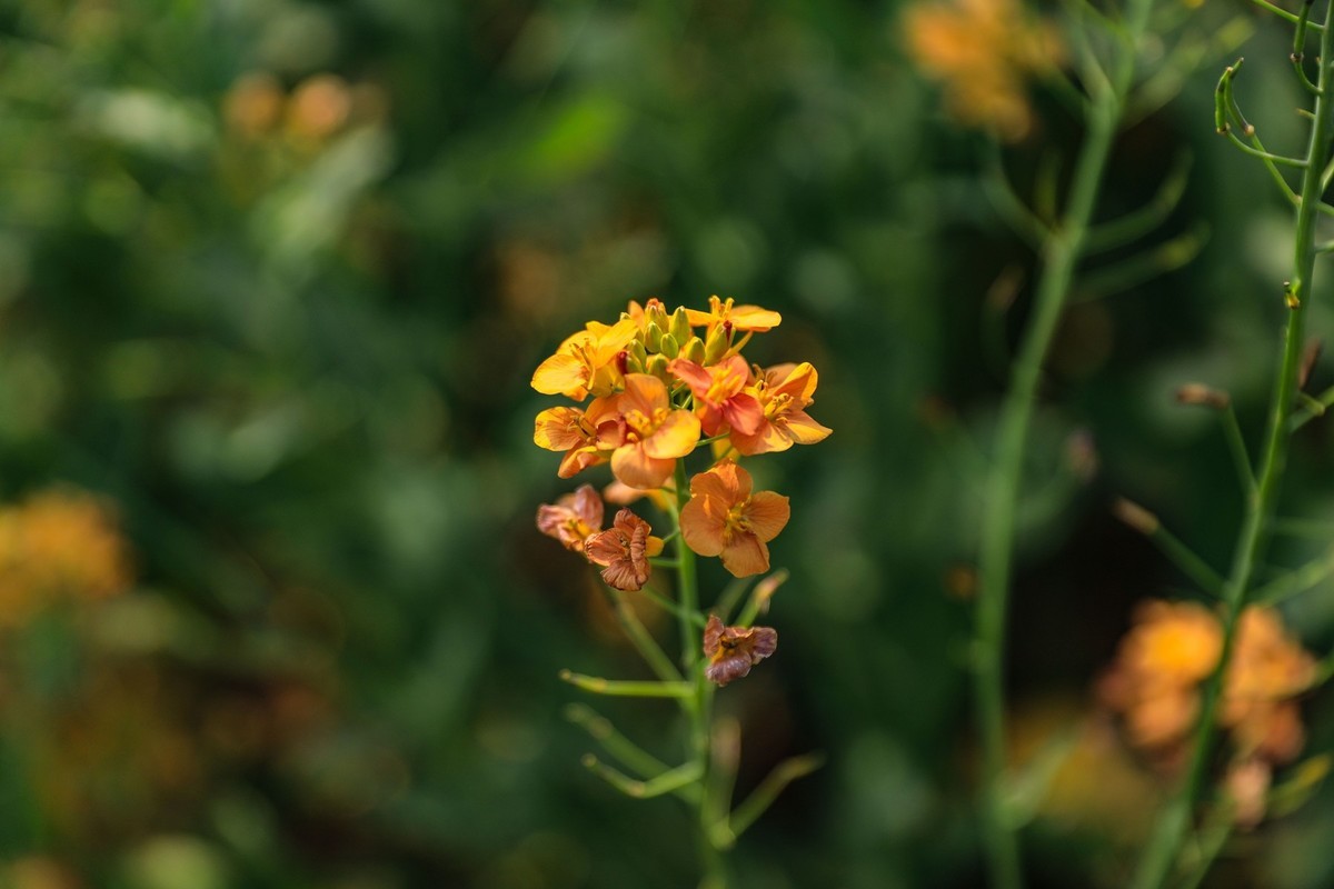 彩色油茶花[隆平水作公园]--2