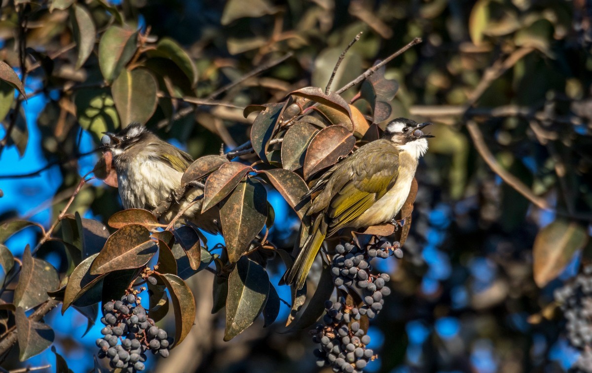 白头鹎（十八）