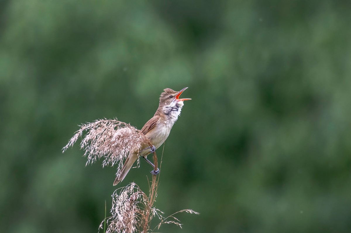 爱唱歌的大苇莺（五）
