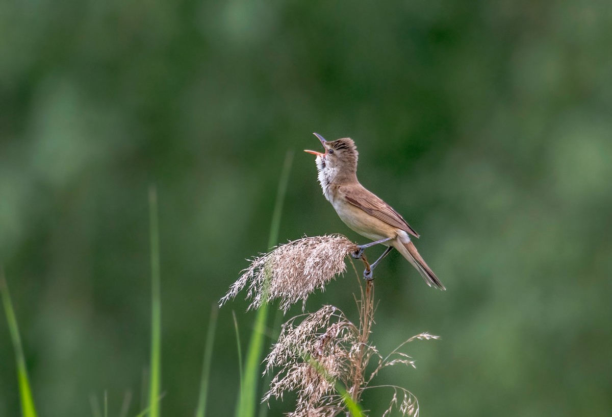 爱唱歌的大苇莺（五）