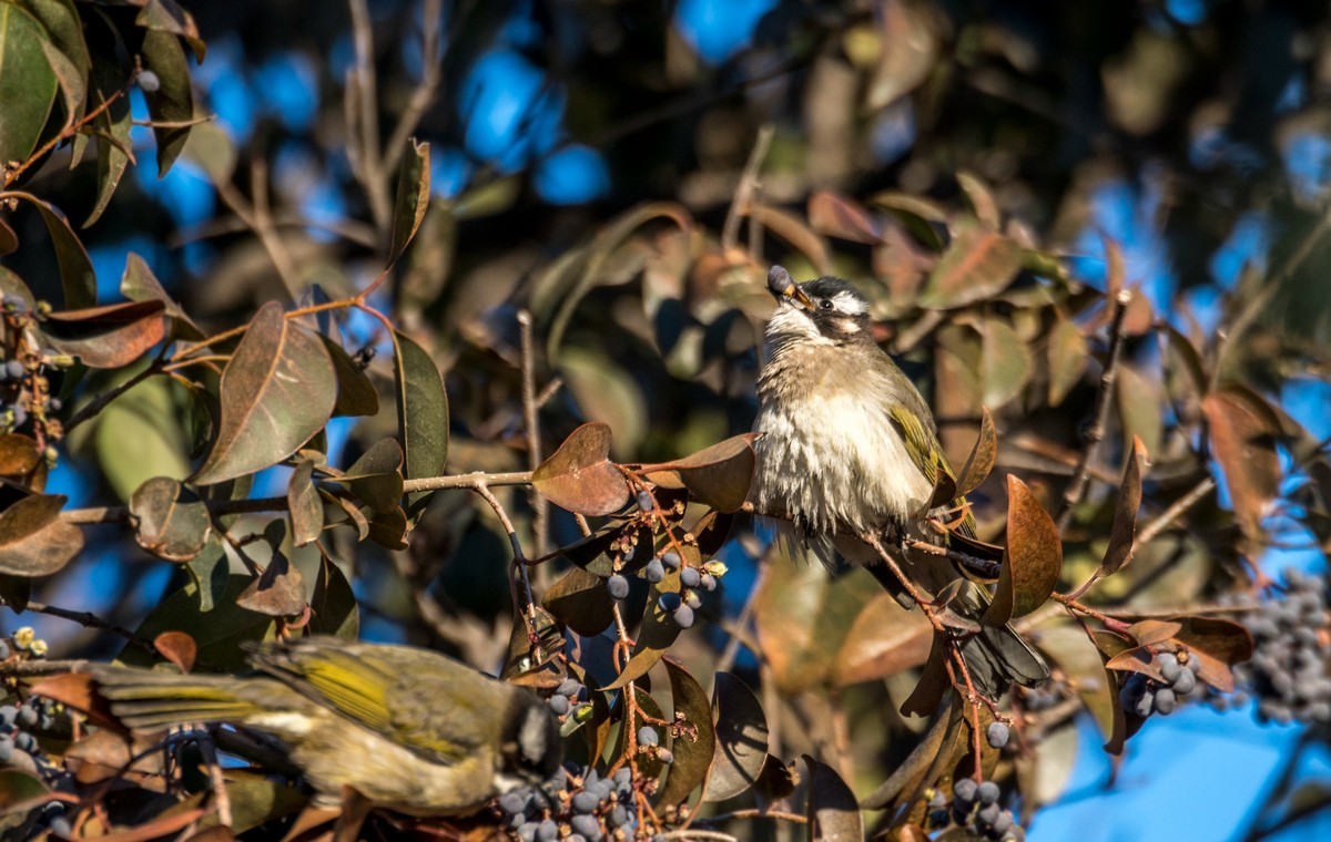 白头鹎（十八）