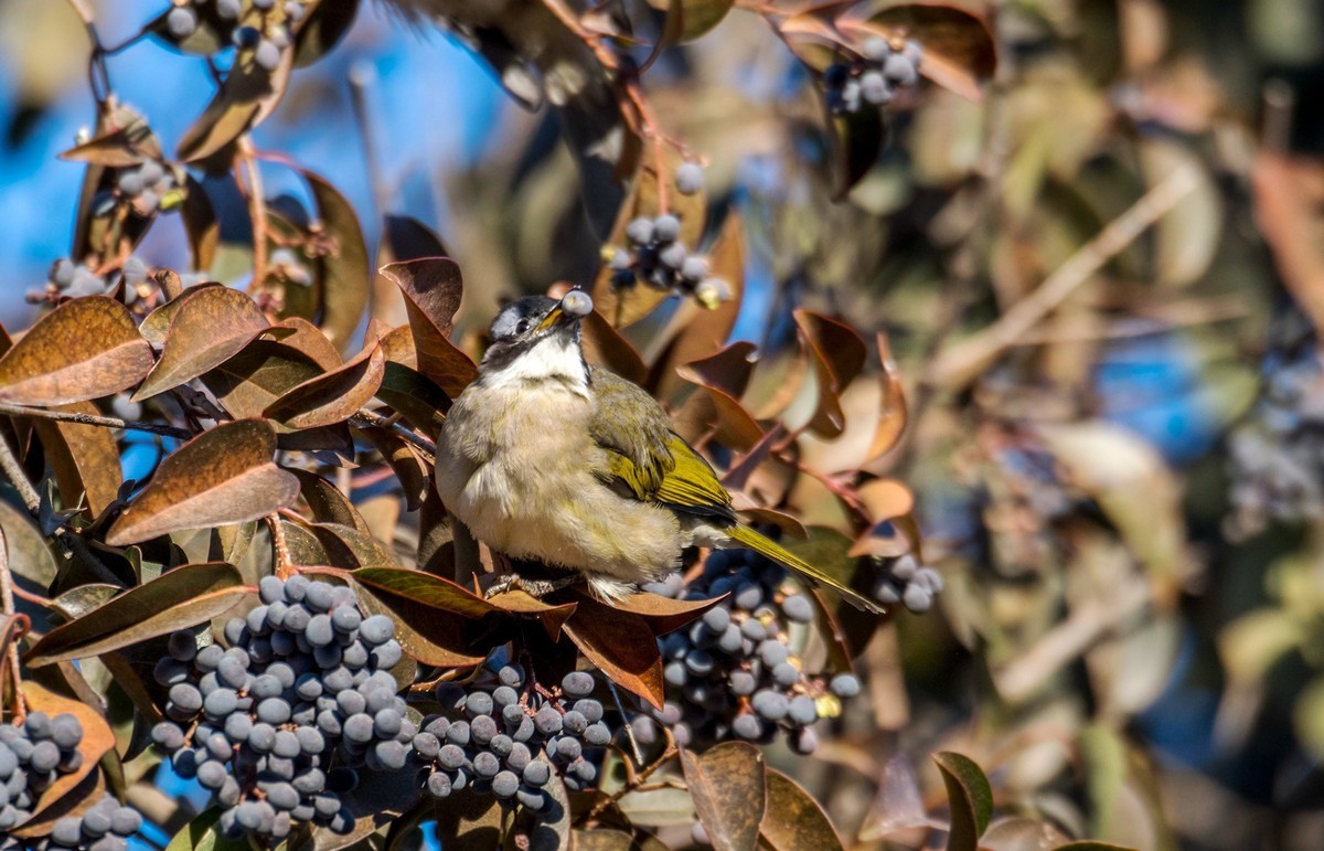 白头鹎（十八）