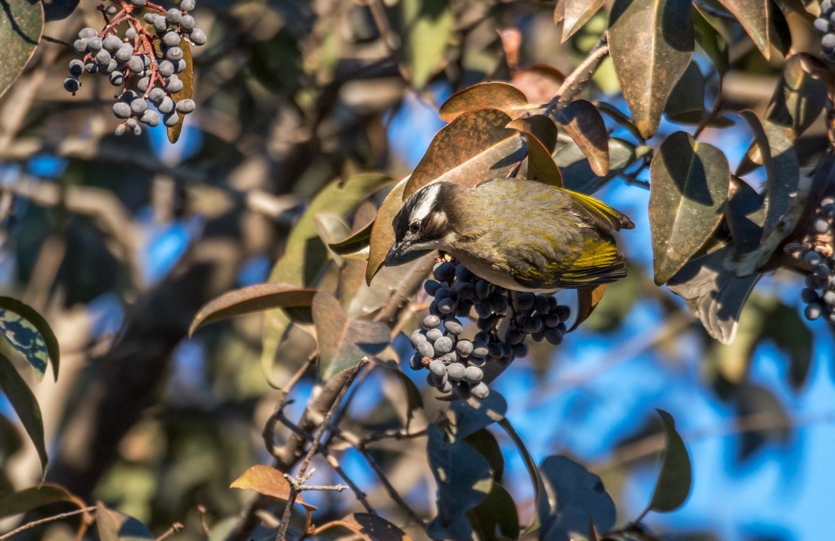 白头鹎（十八）