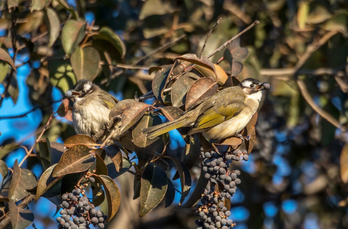 白头鹎（十八）