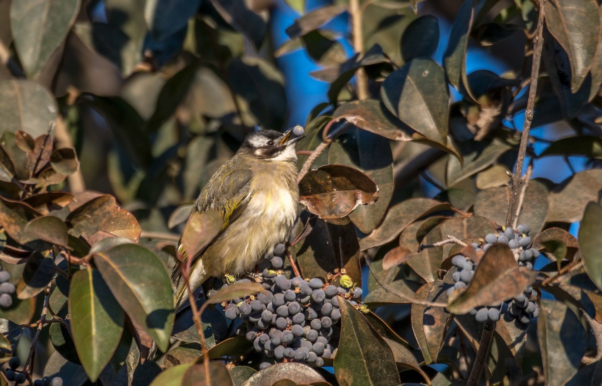 白头鹎（十八）