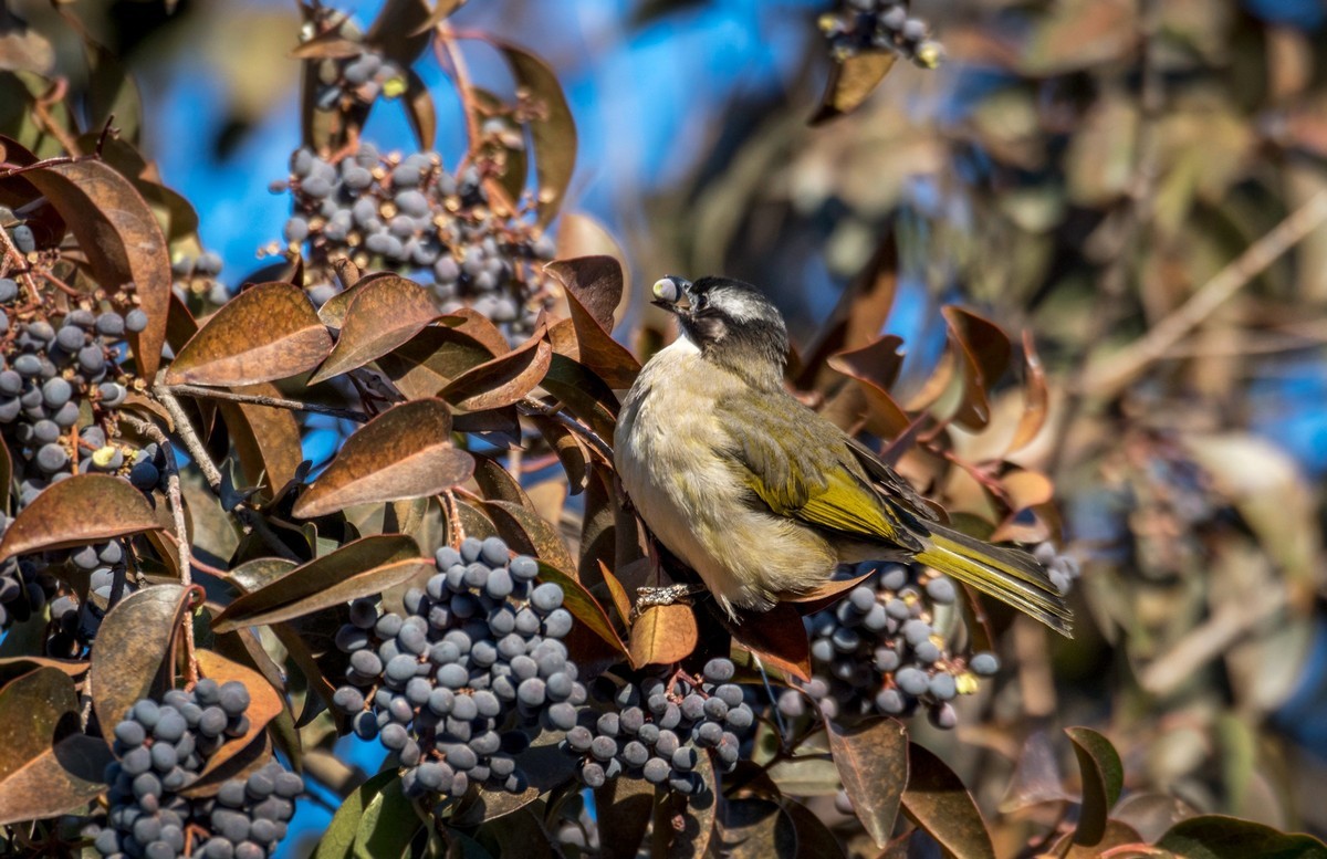 白头鹎（十八）