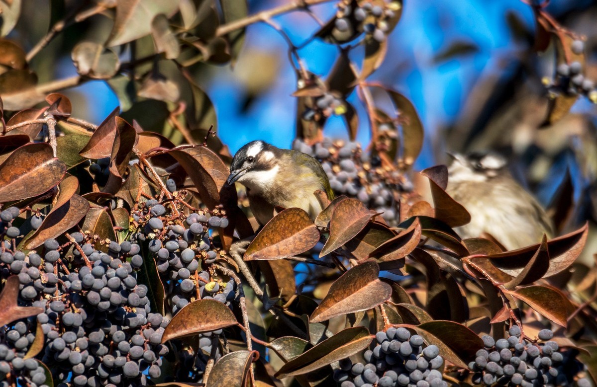 白头鹎（十八）